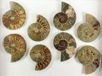 Lot: - Cut Ammonite Pairs (Grade B/C) - Pairs #77339-3